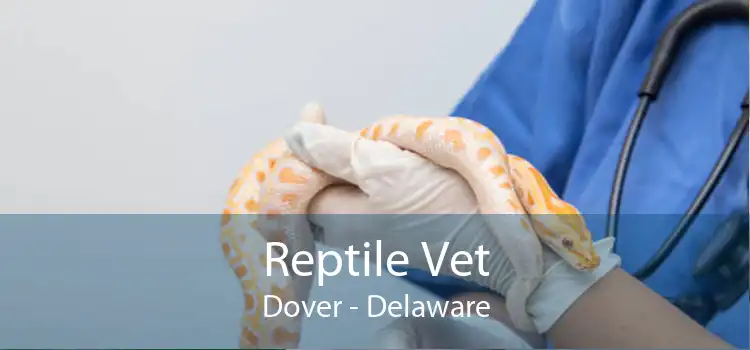 Reptile Vet Dover - Delaware