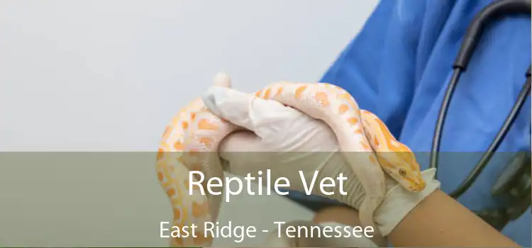 Reptile Vet East Ridge - Tennessee