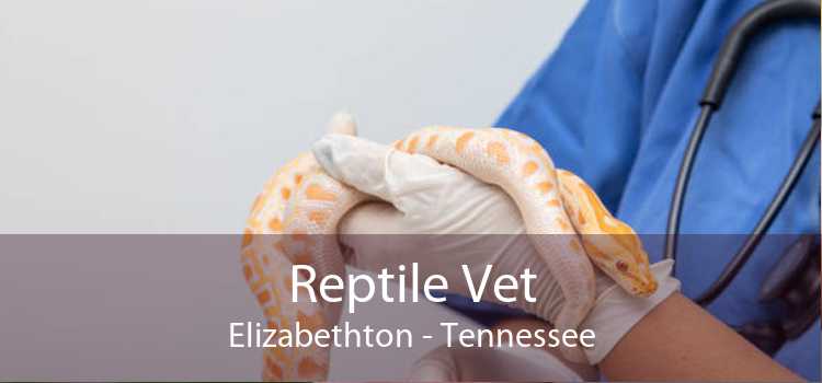 Reptile Vet Elizabethton - Tennessee
