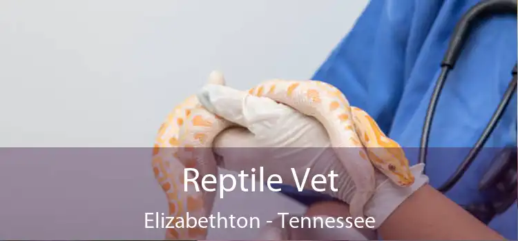 Reptile Vet Elizabethton - Tennessee
