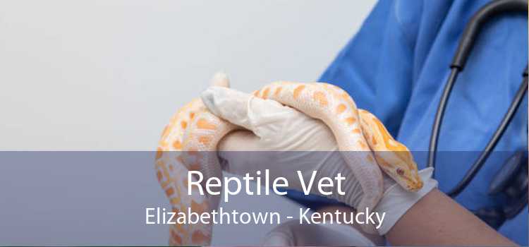 Reptile Vet Elizabethtown - Kentucky