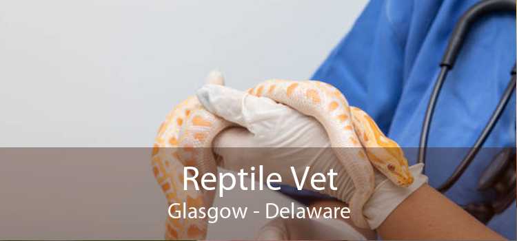 Reptile Vet Glasgow - Delaware