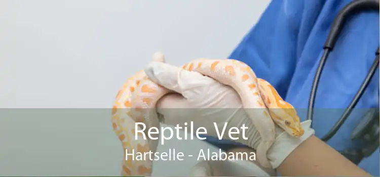 Reptile Vet Hartselle - Alabama