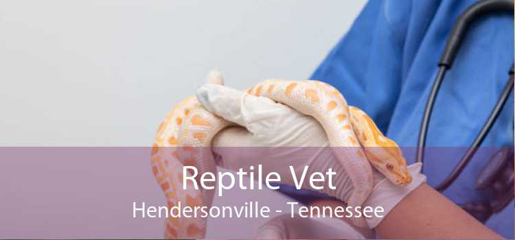 Reptile Vet Hendersonville - Tennessee