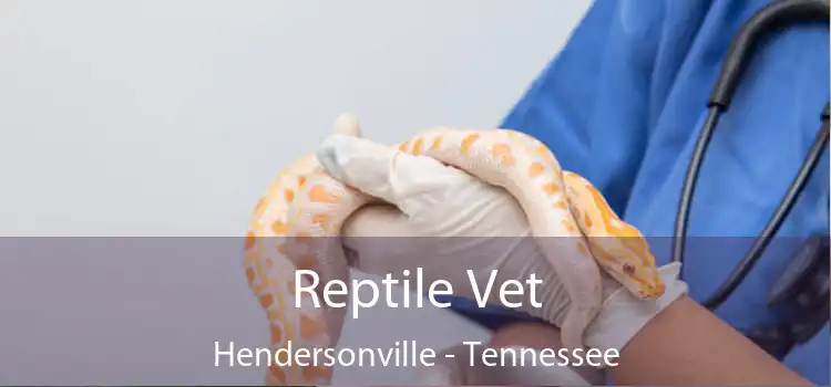 Reptile Vet Hendersonville - Tennessee