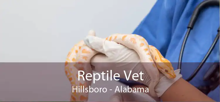 Reptile Vet Hillsboro - Alabama