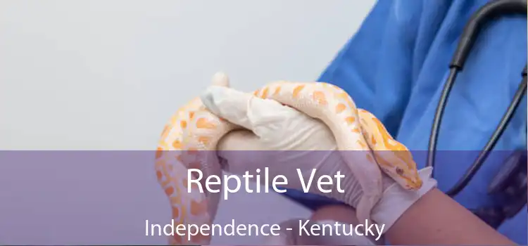Reptile Vet Independence - Kentucky