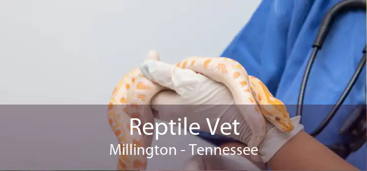 Reptile Vet Millington - Tennessee