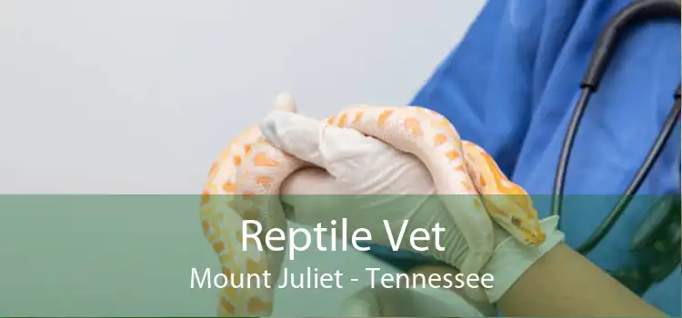 Reptile Vet Mount Juliet - Tennessee