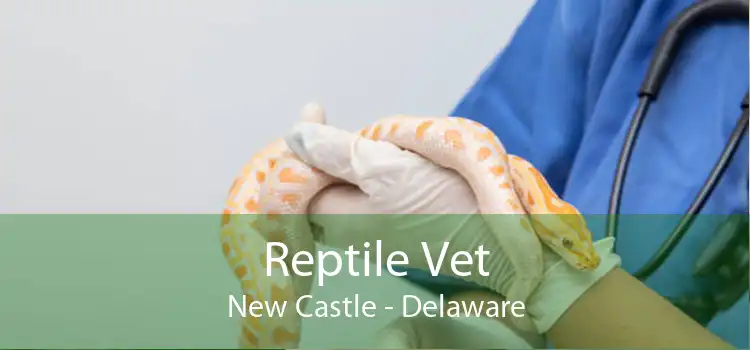 Reptile Vet New Castle - Delaware