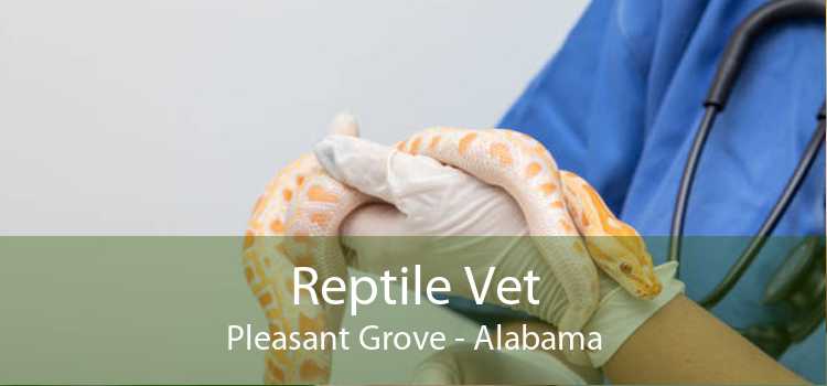 Reptile Vet Pleasant Grove - Alabama