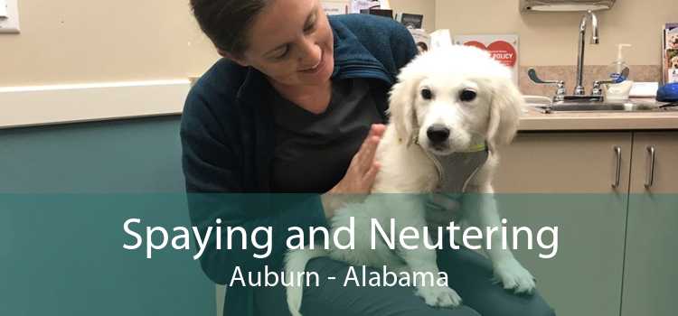 Spaying and Neutering Auburn - Alabama
