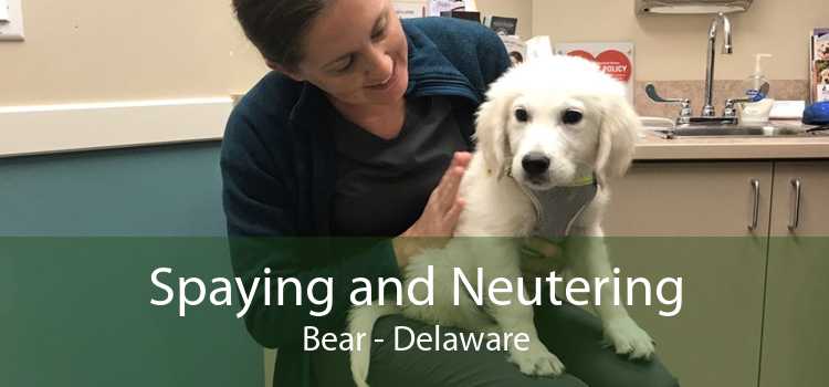 Spaying and Neutering Bear - Delaware