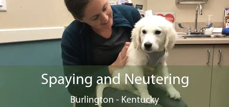 Spaying and Neutering Burlington - Kentucky