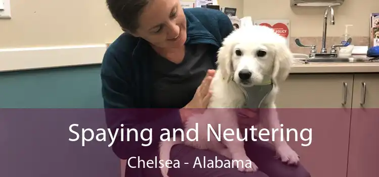 Spaying and Neutering Chelsea - Alabama