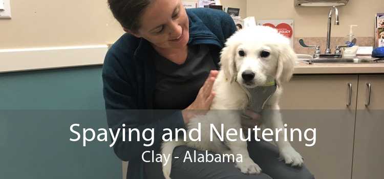 Spaying and Neutering Clay - Alabama