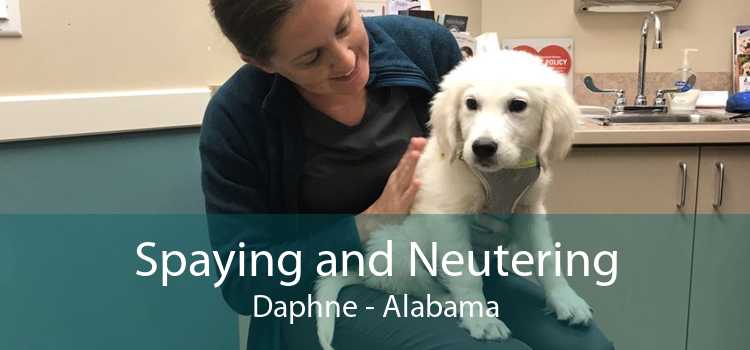 Spaying and Neutering Daphne - Alabama
