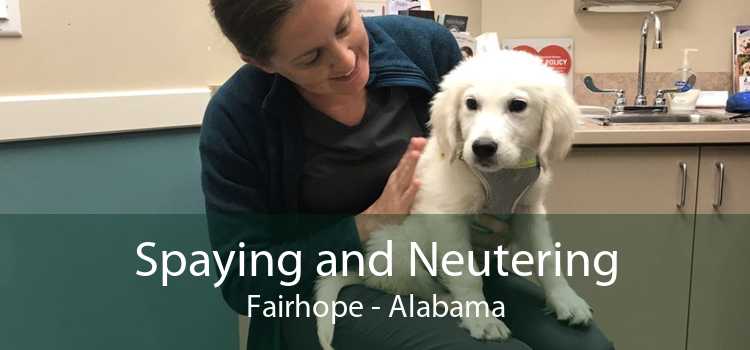 Spaying and Neutering Fairhope - Alabama