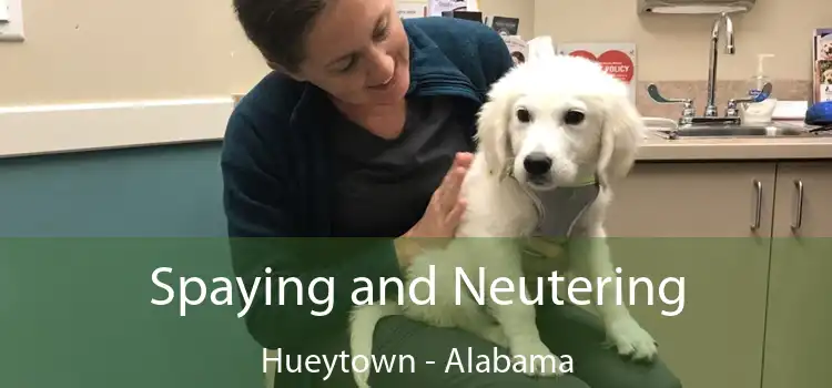 Spaying and Neutering Hueytown - Alabama