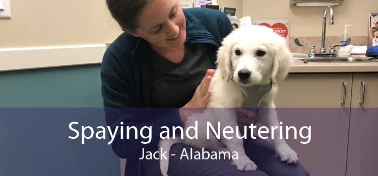 Spaying and Neutering Jack - Alabama