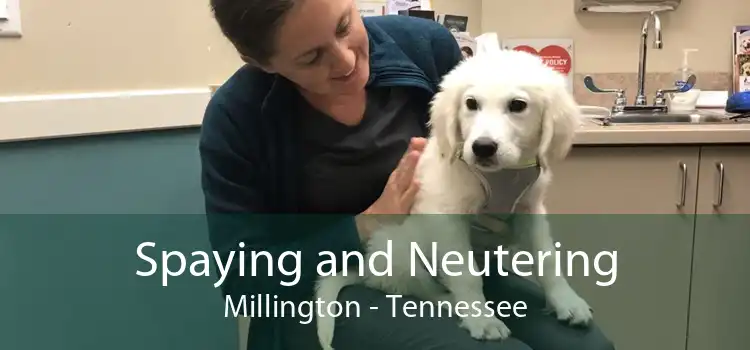Spaying and Neutering Millington - Tennessee
