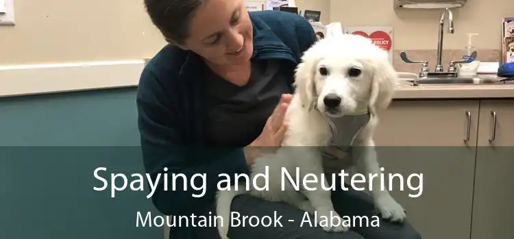 Spaying and Neutering Mountain Brook - Alabama