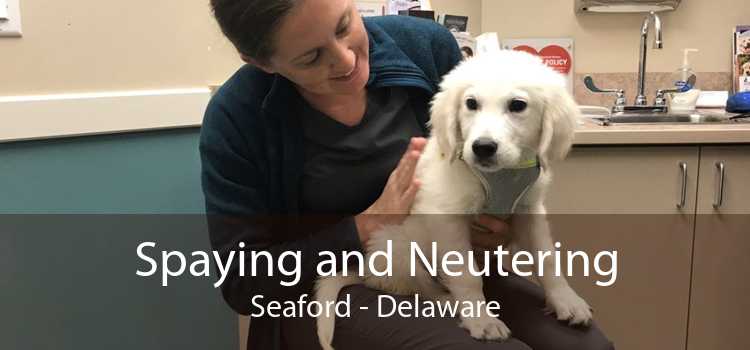 Spaying and Neutering Seaford - Delaware