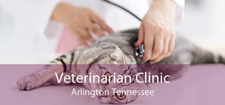 Veterinarian Clinic Arlington Tennessee