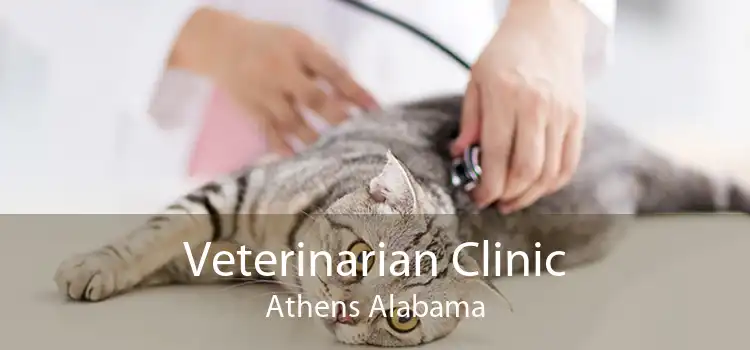 Veterinarian Clinic Athens Alabama