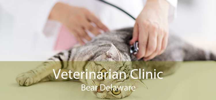 Veterinarian Clinic Bear Delaware