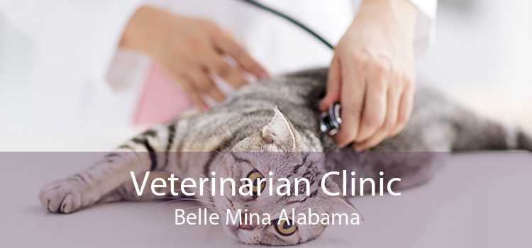 Veterinarian Clinic Belle Mina Alabama