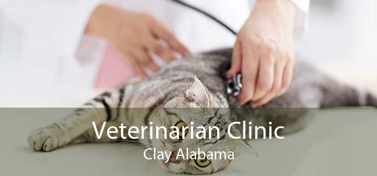 Veterinarian Clinic Clay Alabama