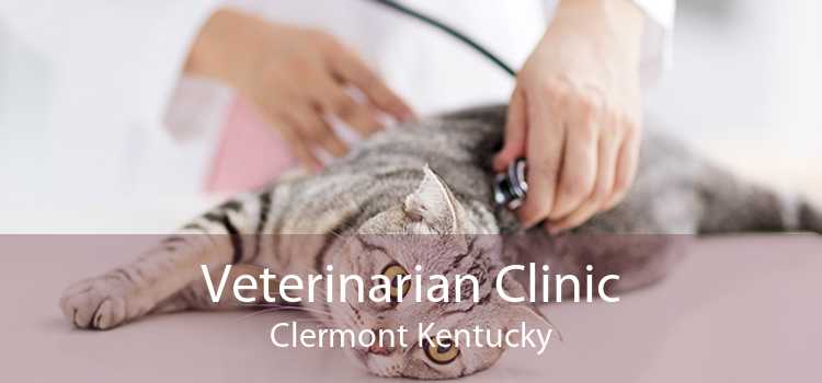 Veterinarian Clinic Clermont Kentucky