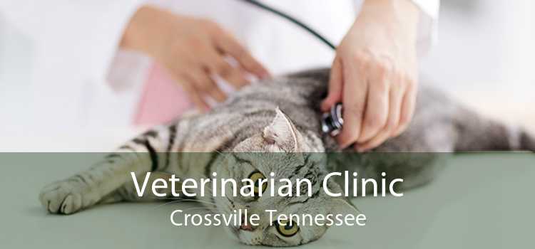 Veterinarian Clinic Crossville Tennessee