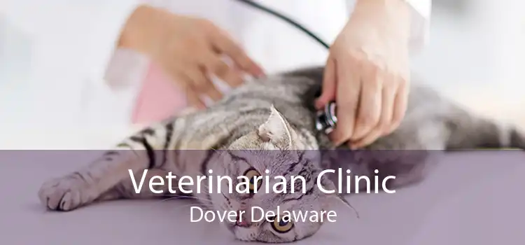 Veterinarian Clinic Dover Delaware