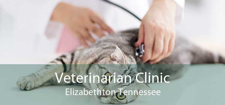 Veterinarian Clinic Elizabethton Tennessee