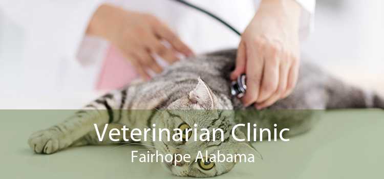 Veterinarian Clinic Fairhope Alabama