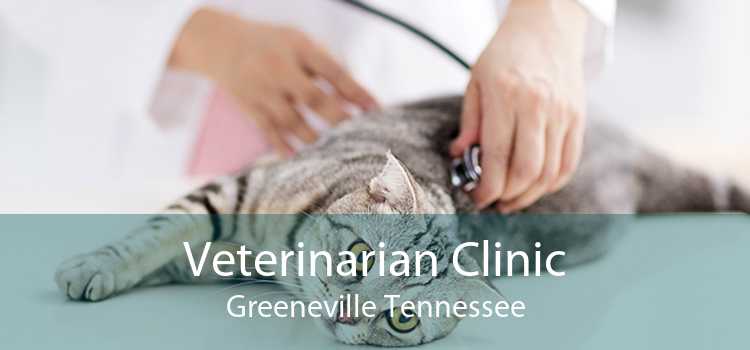 Veterinarian Clinic Greeneville Tennessee