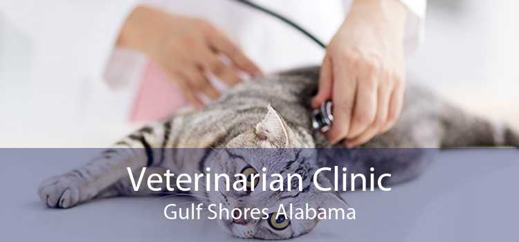 Veterinarian Clinic Gulf Shores Alabama