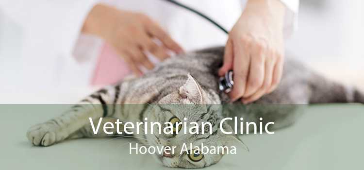 Veterinarian Clinic Hoover Alabama