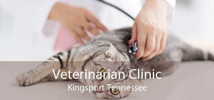 Veterinarian Clinic Kingsport Tennessee