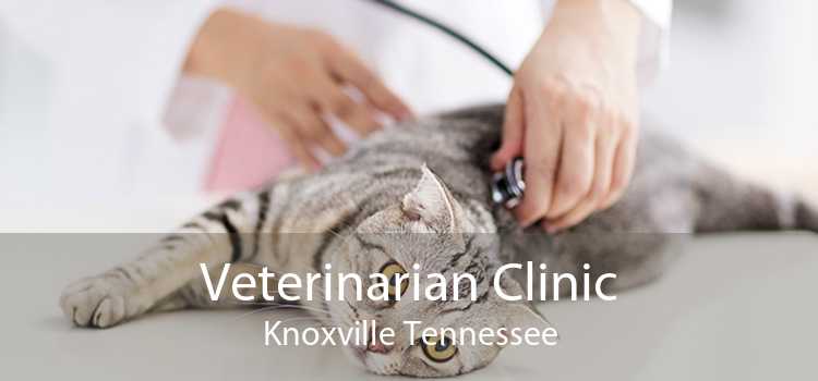 Veterinarian Clinic Knoxville Tennessee