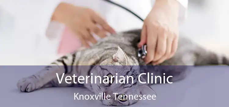Veterinarian Clinic Knoxville Tennessee