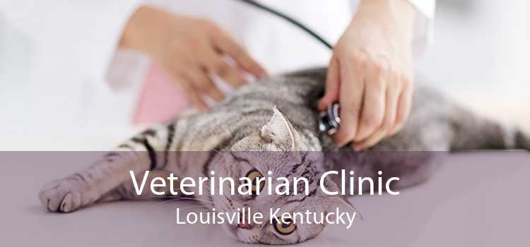 Veterinarian Clinic Louisville Kentucky