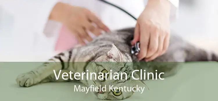 Veterinarian Clinic Mayfield Kentucky