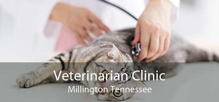 Veterinarian Clinic Millington Tennessee