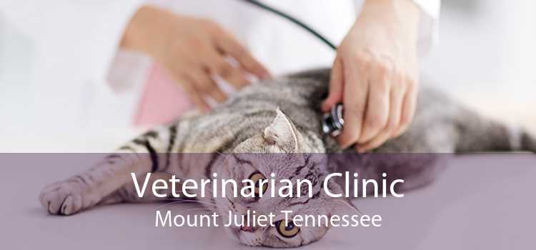 Veterinarian Clinic Mount Juliet Tennessee