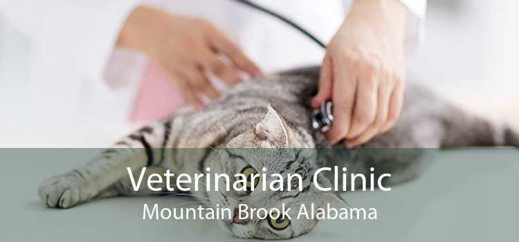 Veterinarian Clinic Mountain Brook Alabama