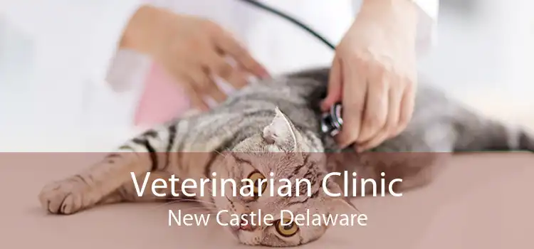 Veterinarian Clinic New Castle Delaware