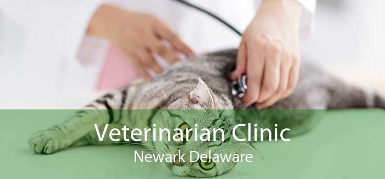 Veterinarian Clinic Newark Delaware